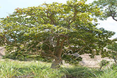 Sterculia urens